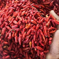 Coorg Bird Eye Chilli - Kandhari Chilli – Premium Red Bird's Eye Chilli | Parangi Malu